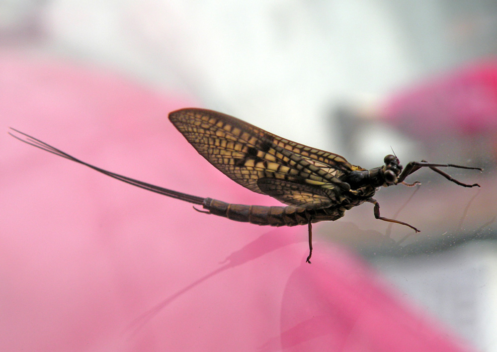 Ephemeroptera from Bath GB